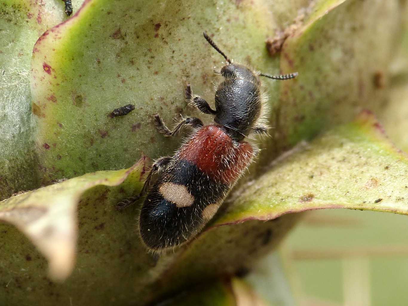 Tilloidea transversalis